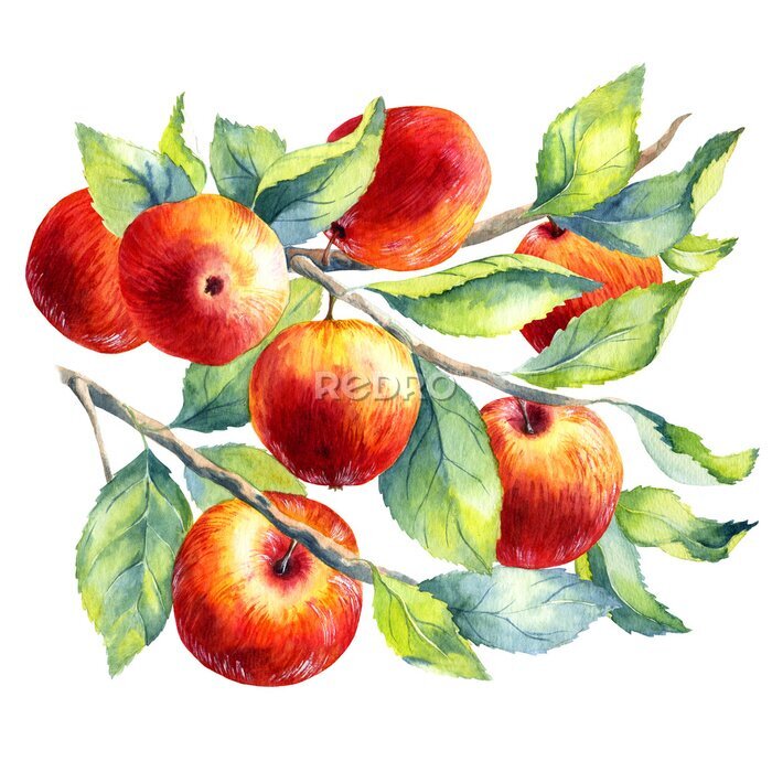 Behang Aquarel appelboom