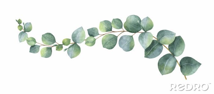 Behang Aquarel eucalyptus