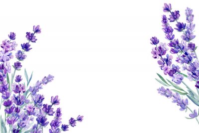 Aquarel lavendel