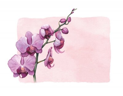 Sticker Aquarel orchideeënbloemen op een roze achtergrond