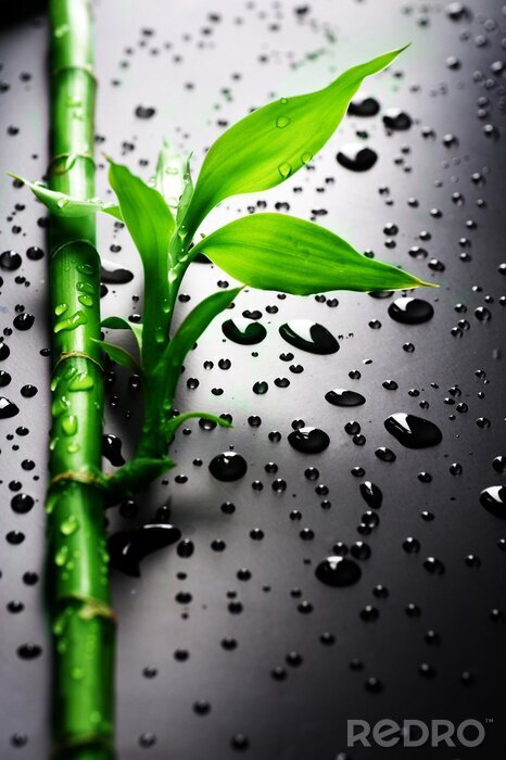 Behang Bamboe en waterdruppels op een zwarte achtergrond