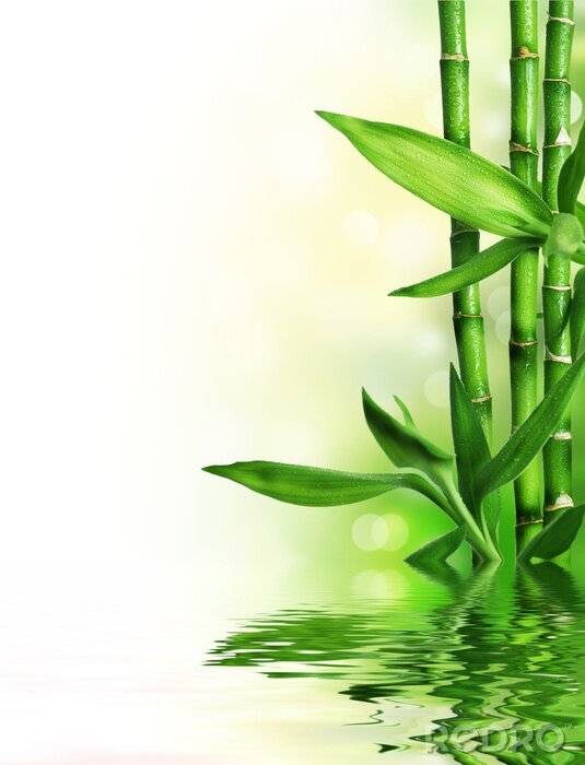Behang Bamboestengels en water