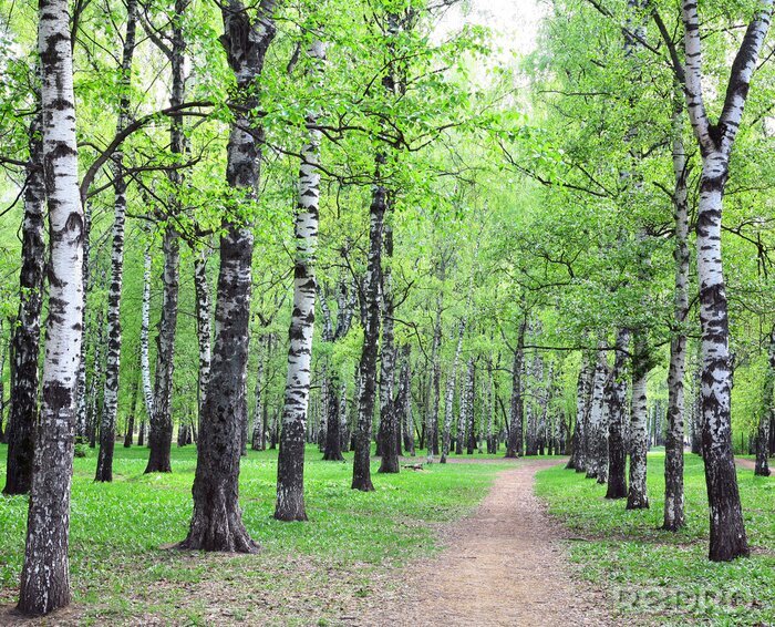 Behang Berken bij een pad