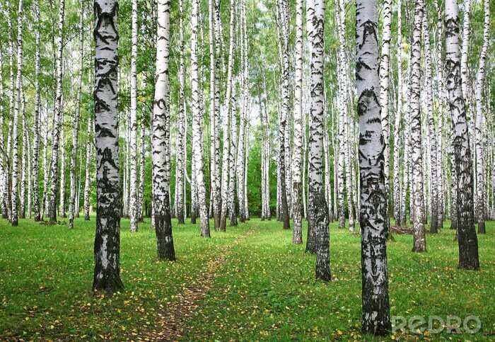 Behang Berken en bladeren op gras