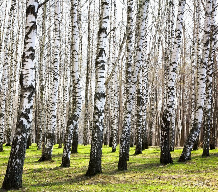 Behang Berken in april
