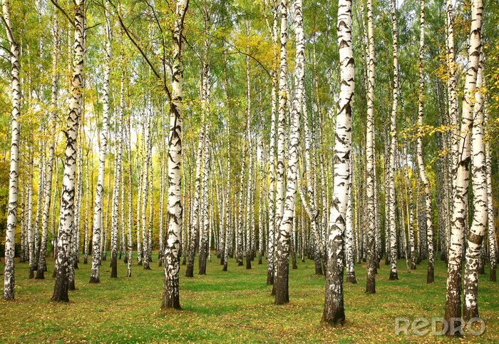 Behang Berken in de vroege herfst