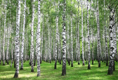 Berken in een bos tijdens een zonnige dag
