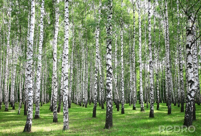 Behang Berken in een bos tijdens een zonnige dag