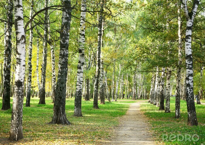Behang Berken in een park