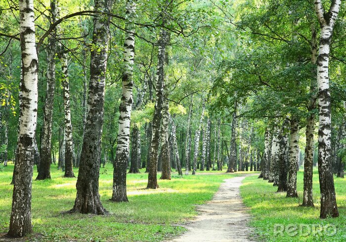 Behang Berken in een park in de zomer