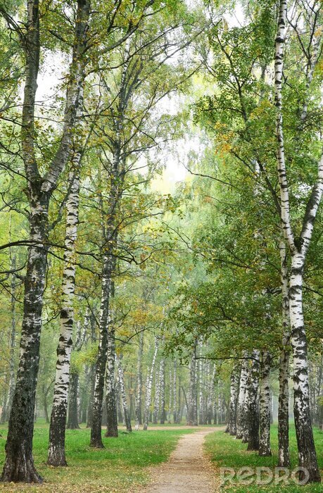 Behang Berken in het herfstig park