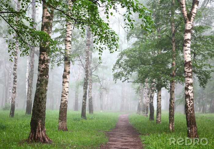 Behang Berken in mist in de lente