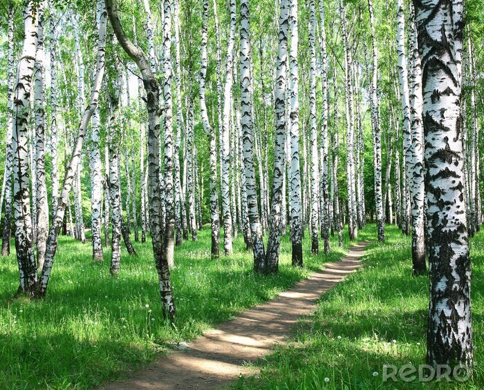 Behang Berken op een weide