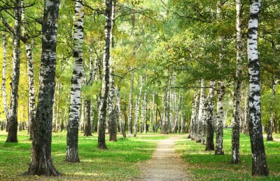 Berken 's ochtends in een park