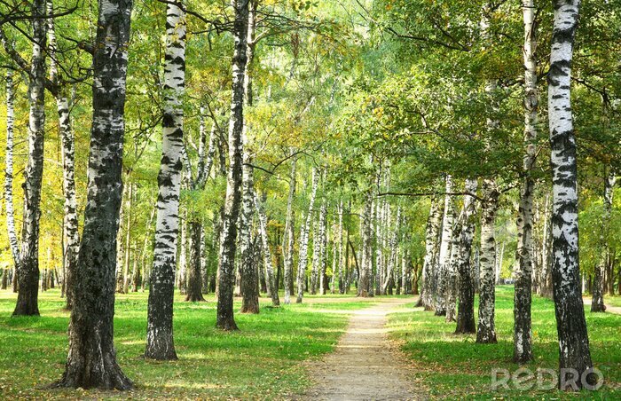 Behang Berken 's ochtends in een park