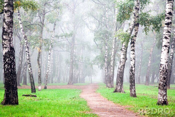 Behang Berkenbomen in het bos