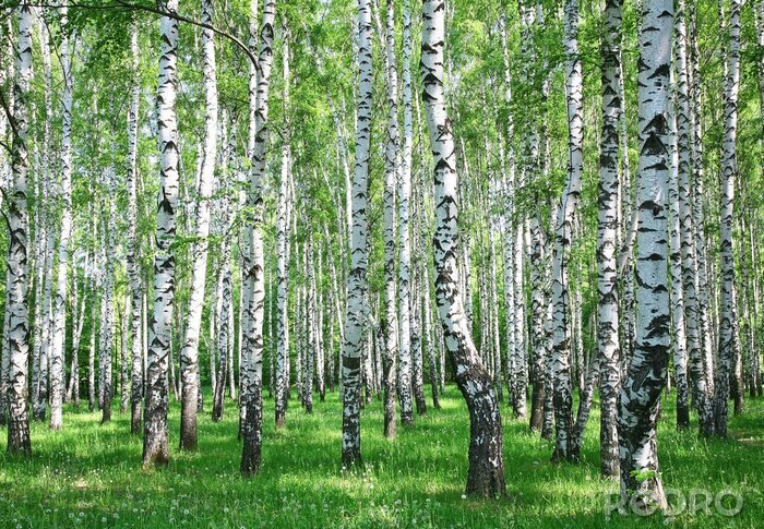 Behang Berkenbos licht