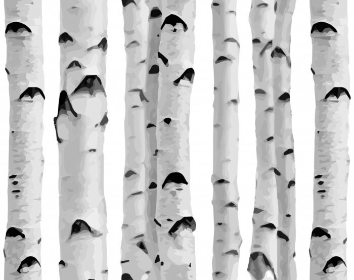 Behang Berkenbos op een witte achtergrond