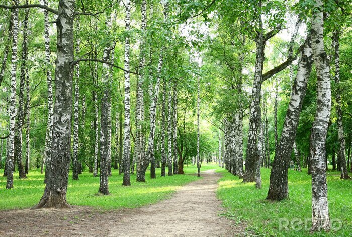 Behang Berkenbosje in een park