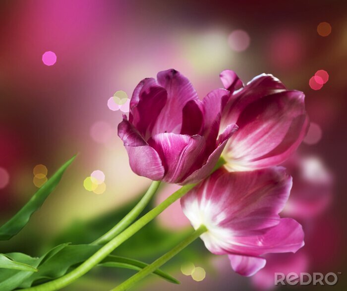 Behang Bloemen. Anniversary Card Design