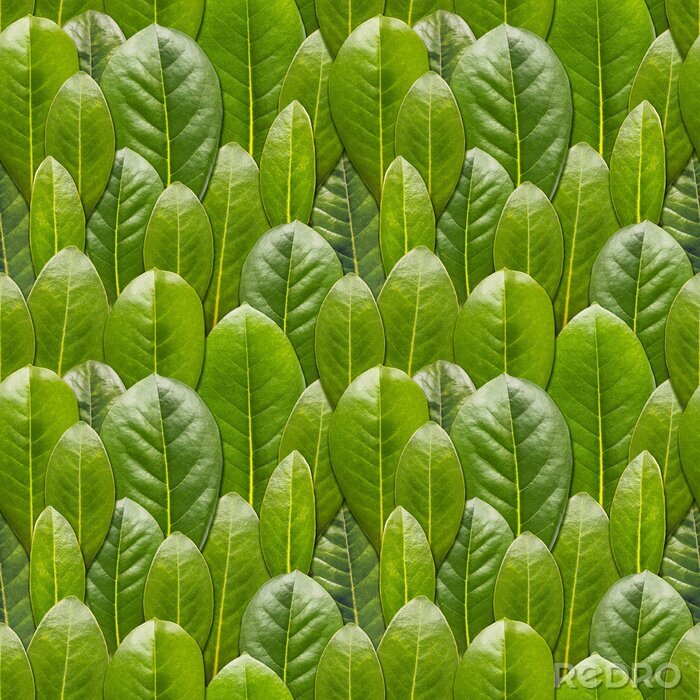 Behang Bolle groene bladeren