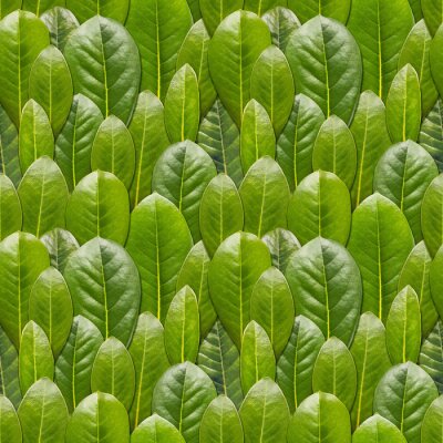 Behang Bolle groene bladeren
