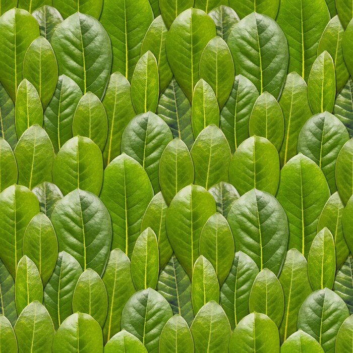 Behang Bolle groene bladeren