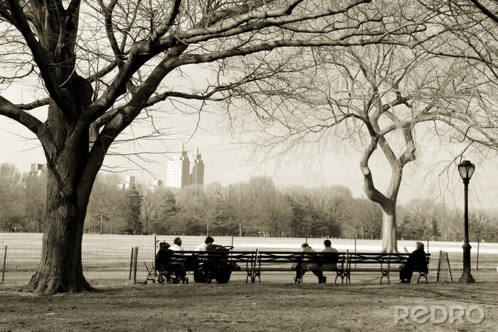 Behang Bomen in Central Park