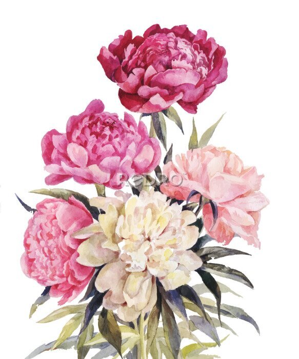 Behang Bouquet of peonies watercolor. Vector Iillustration for vintage greeting