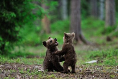 Bruin draag welpen het spelen in het bos