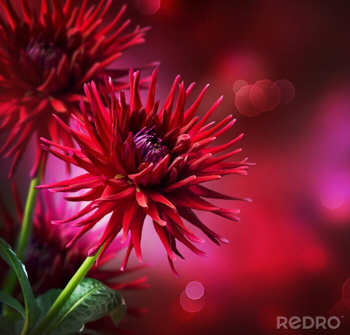 Behang Dahlia Herfst bloem design