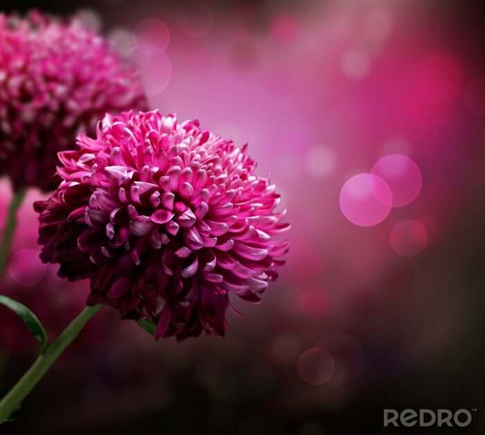 Behang Dahlia's op macroschaal