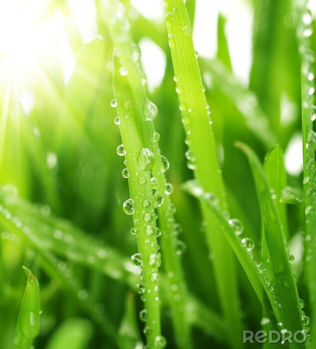 Behang Dauwdruppels op verlichte grassprieten