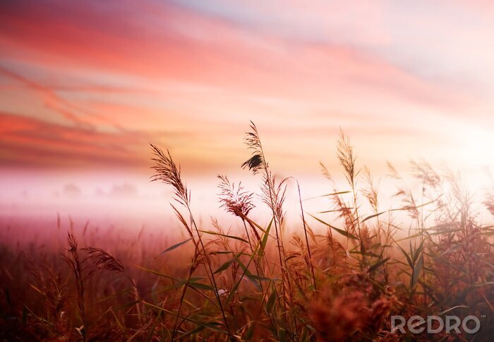 Behang De natuur in de ochtend