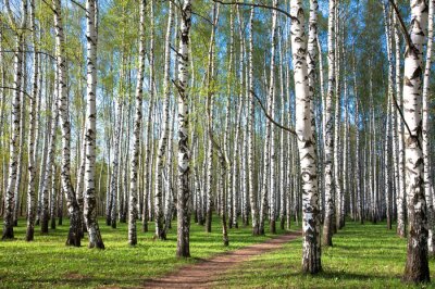 De zon die op berkenbomen valt