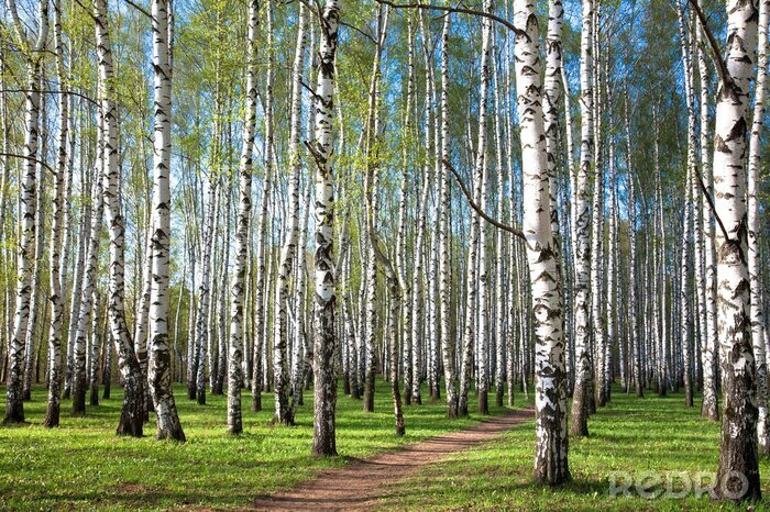 Behang De zon die op berkenbomen valt