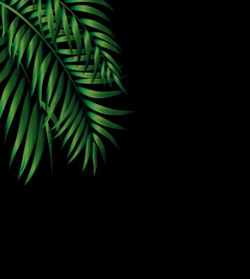 Donkergroene palmbladeren op een zwarte achtergrond