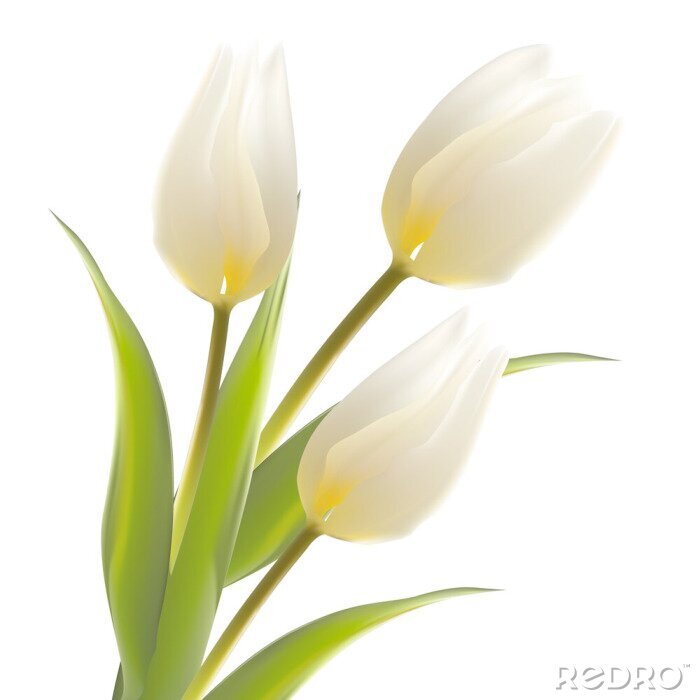 Behang Drie witte tulpen