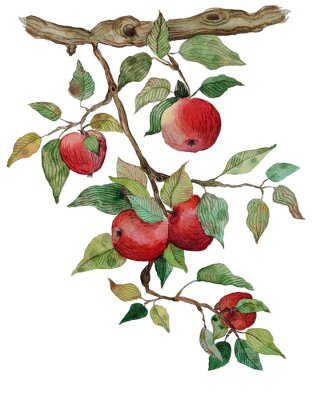 Een takje rode appels
