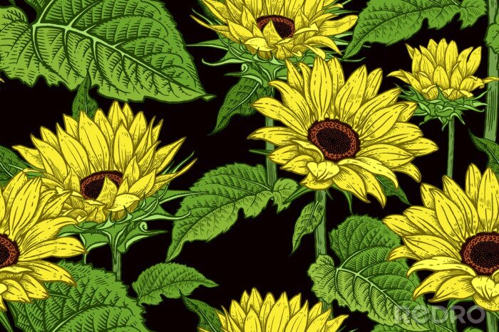 Behang Floral seamless pattern with blooming Sunflowers.