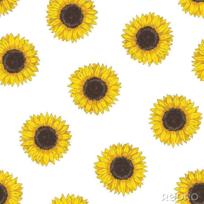 Behang Floral seamless pattern with sunflower heads. Botanical backdrop with blooming flower or cultivated crop hand drawn on white background. Natural vector illustration in vintage style for fabric print.