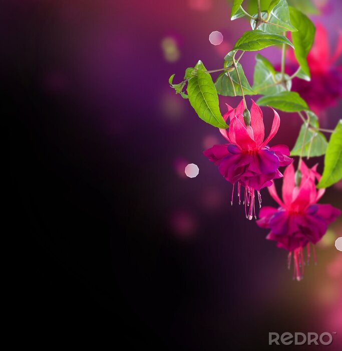 Behang Fuchsia bloemen over zwart