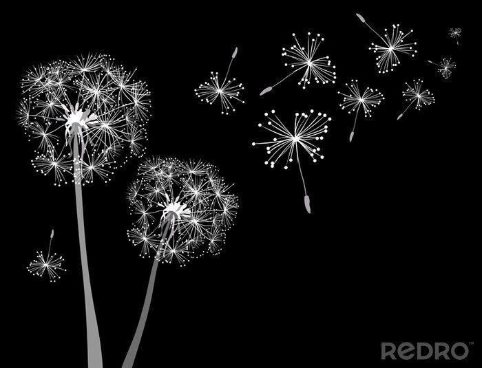 Behang Grafische witte paardenbloemen op zwarte achtergrond