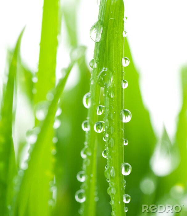 Behang Grasblad en waterdruppels