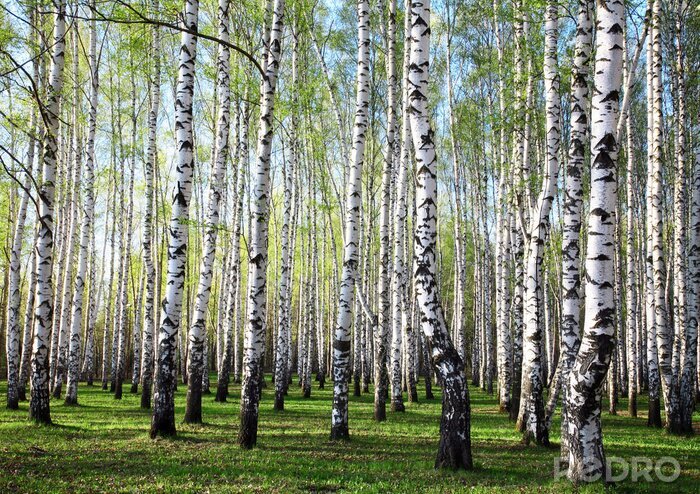 Behang Groen en berken