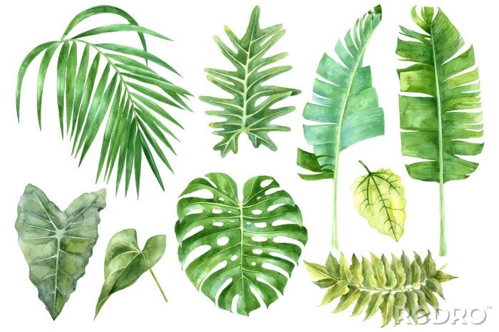 Behang Groene banaan, monstera en palmbladeren in een aquarel editie