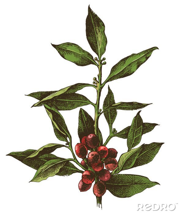 Behang Handgetrokken koffieboomtak