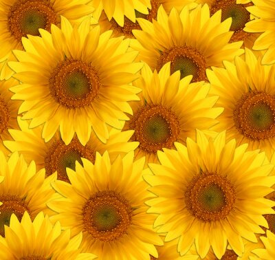 Behang Het naadloze patroon bloem zonnebloem