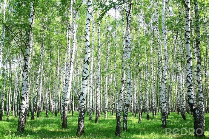 Behang Hoge berken in de lente