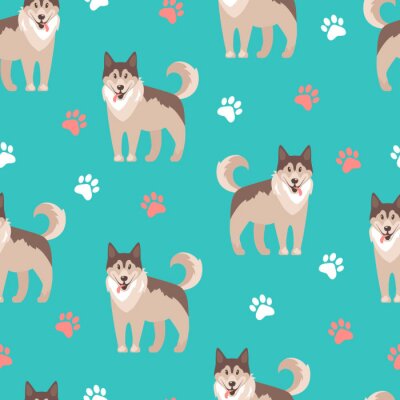 Husky honden op turquoise achtergrond